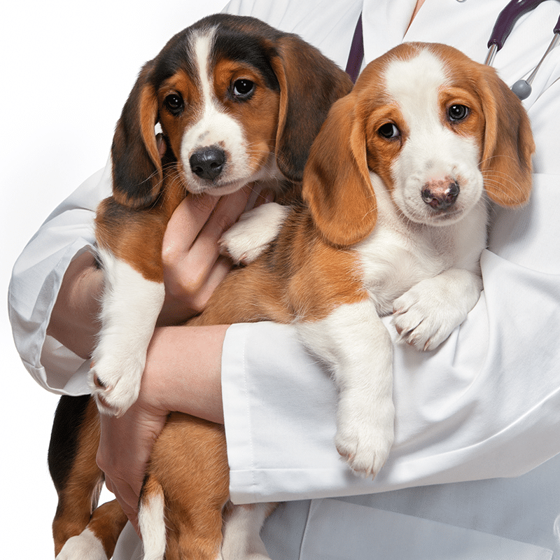Progesterone Test for Dogs