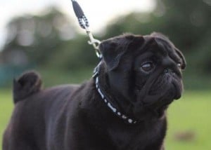 Pug Stud Dog - Dark Destroyer