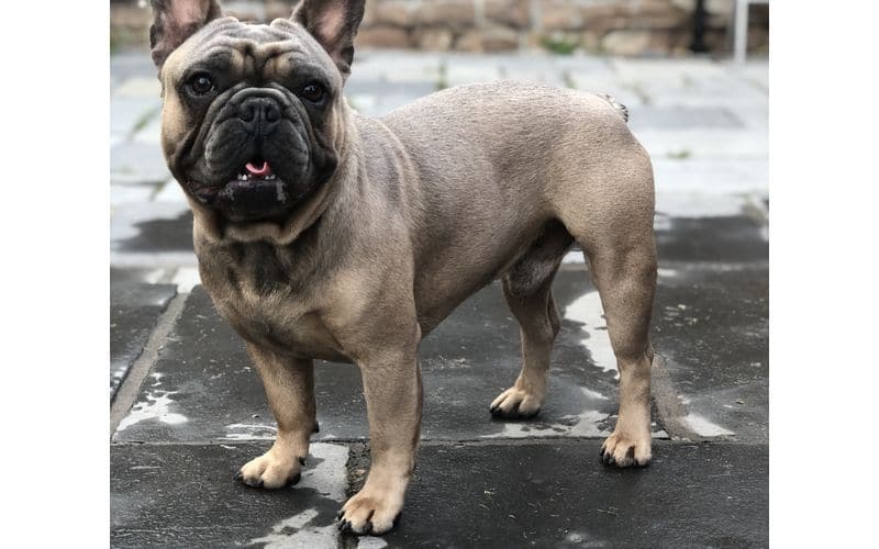 Stud Dog - French Bulldog - Lenny
