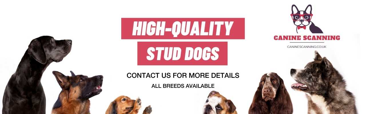 All Breeds Of Stud Dog and Breeders - Canine Scanning