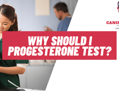 Why Should I Progesterone Test My Dog?