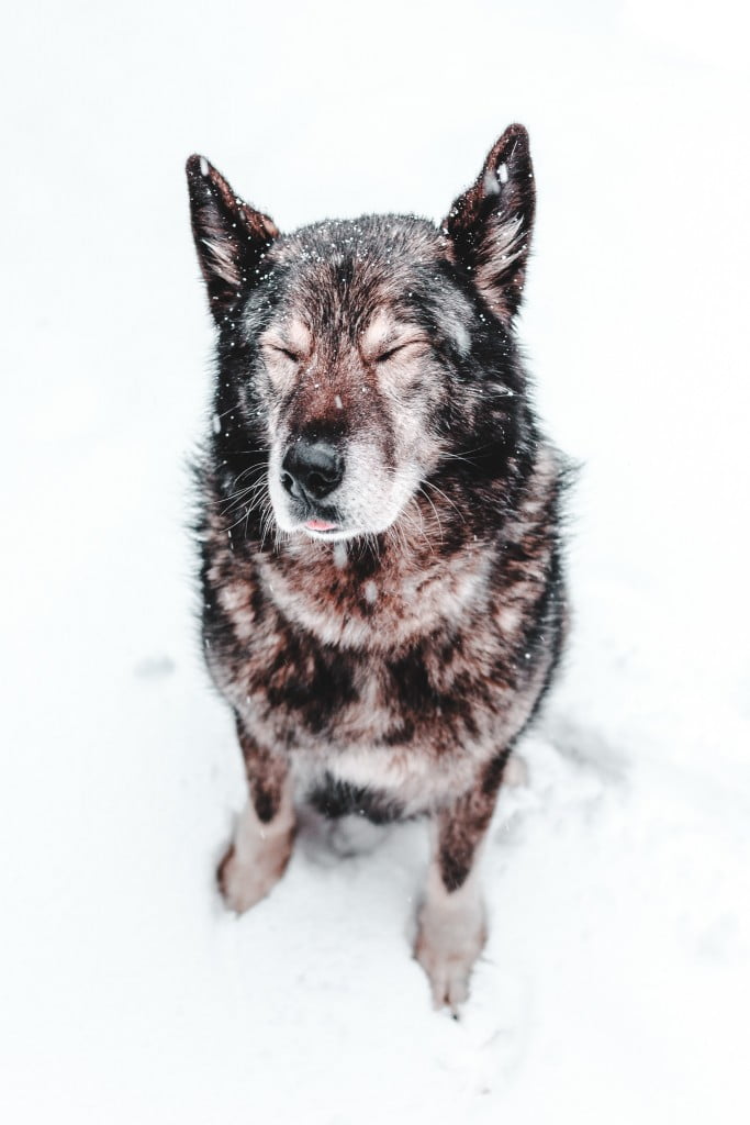 White Husky Stud Dog