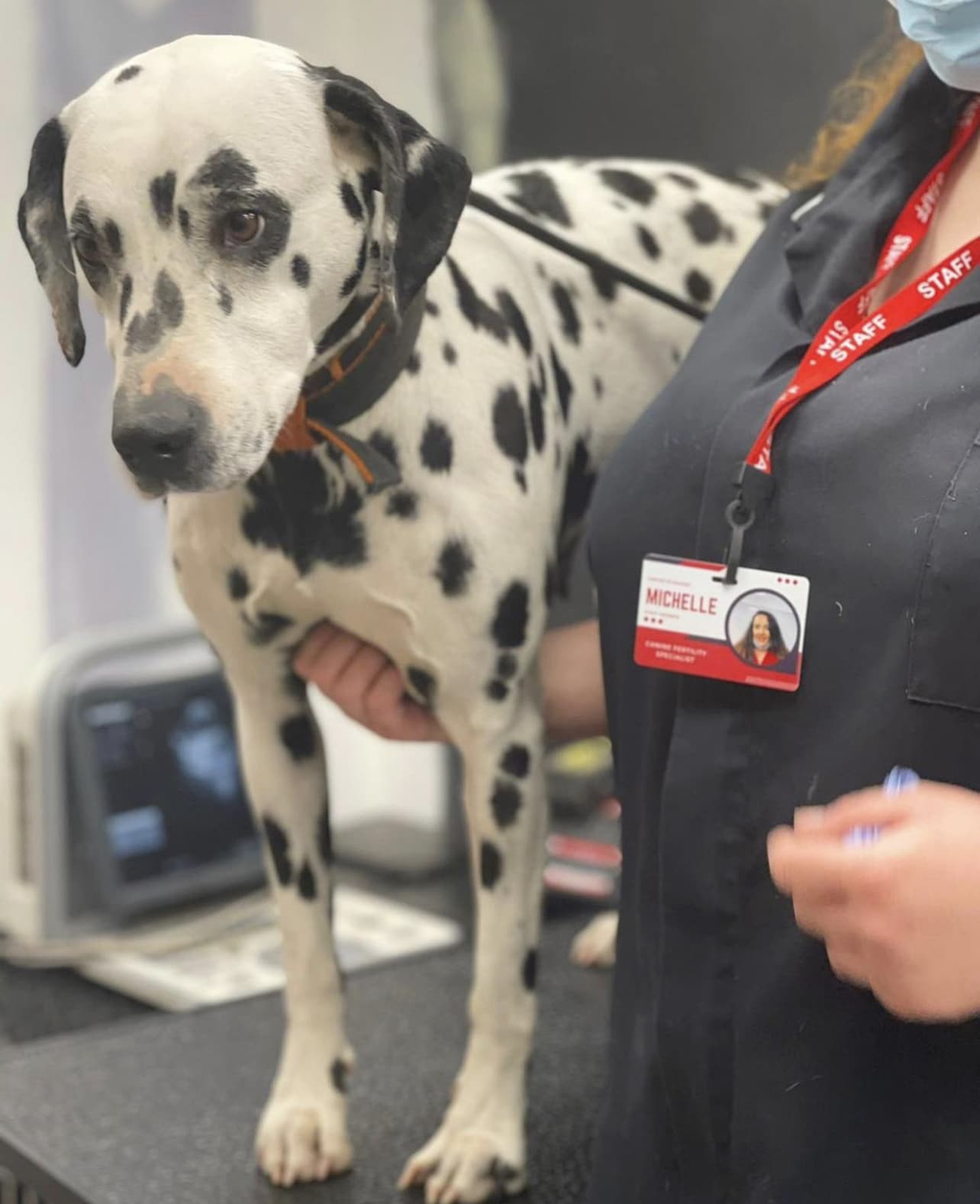 Dalmatian dog on table at Canine Scanning