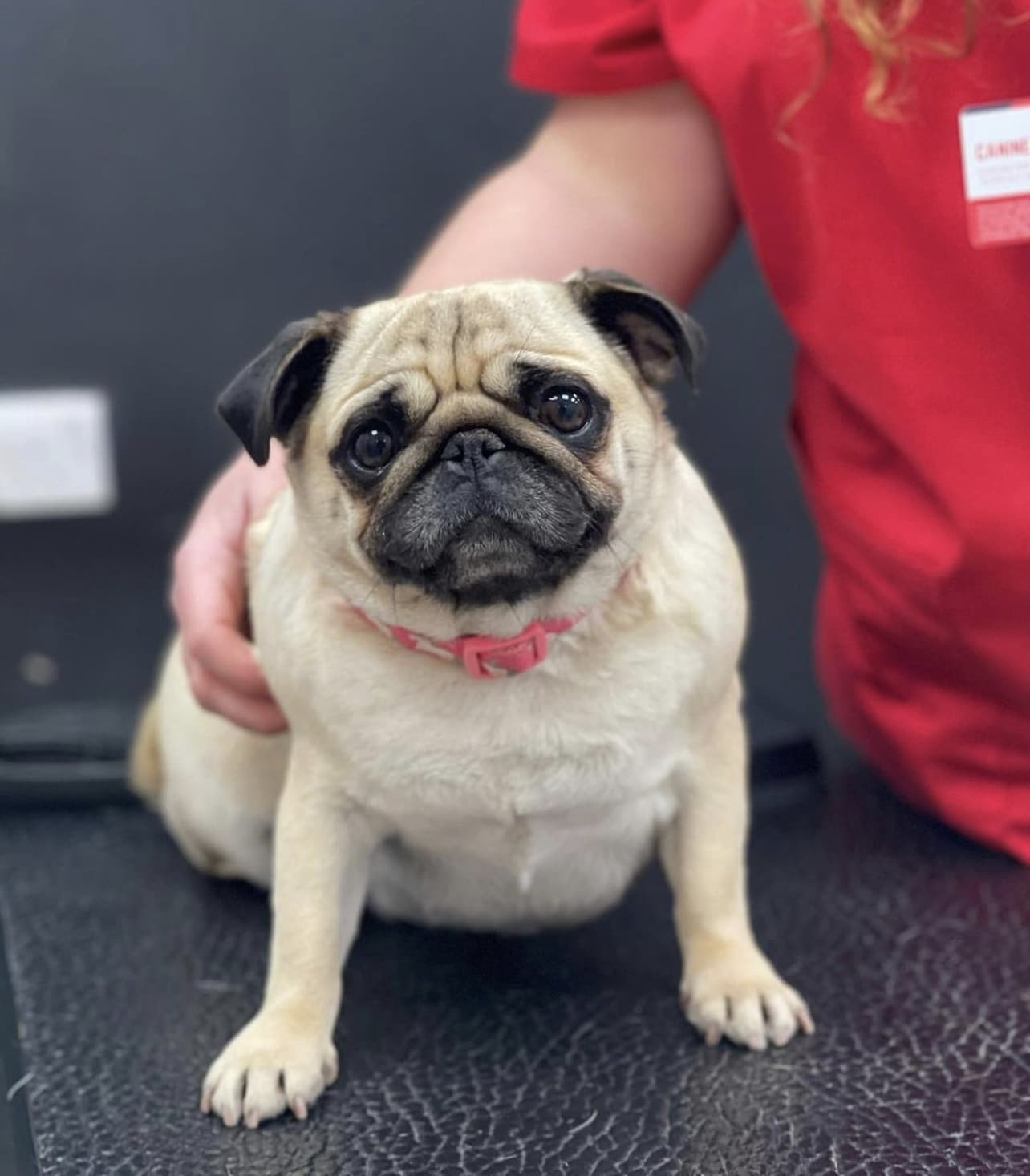 fawn pug at vet