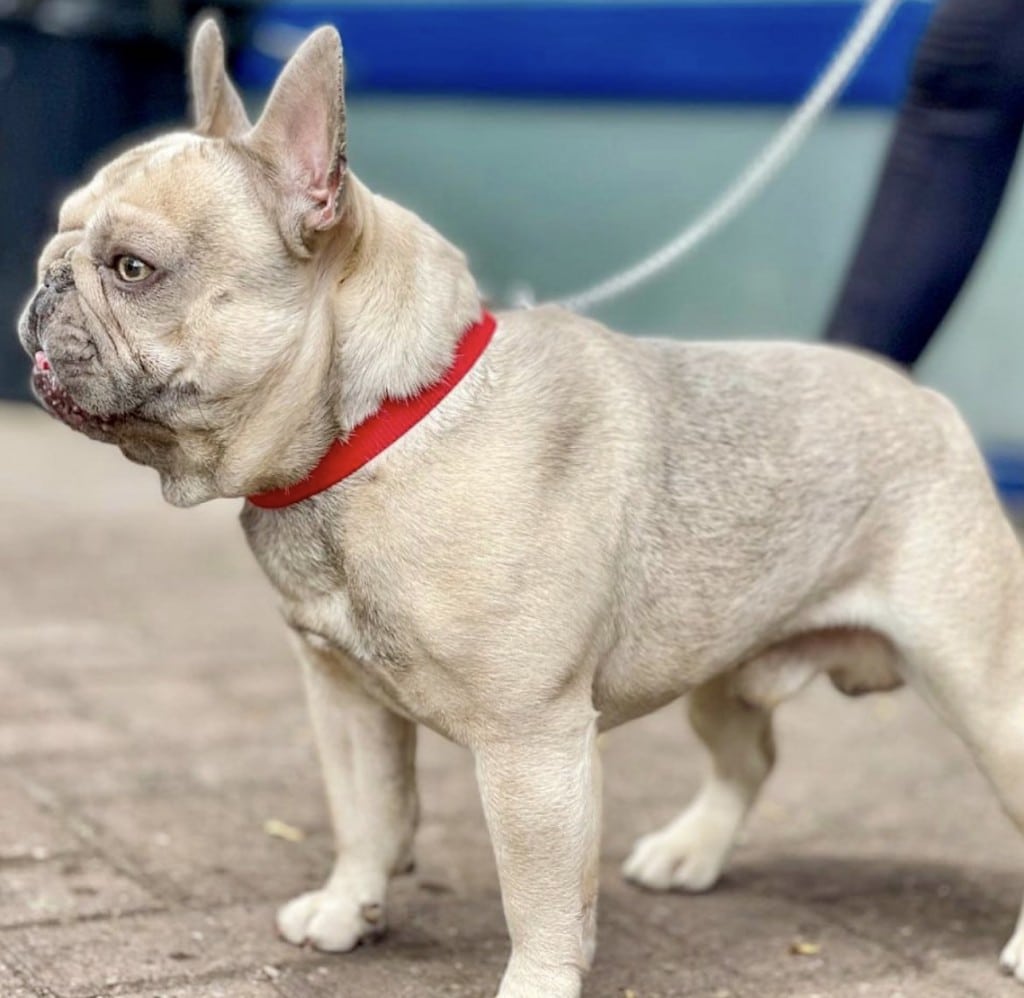 French Bulldog Stud Dogs Canine Scanning